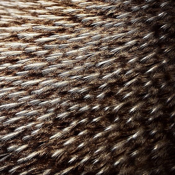 Close up of National Aviary Penguin Feathers
