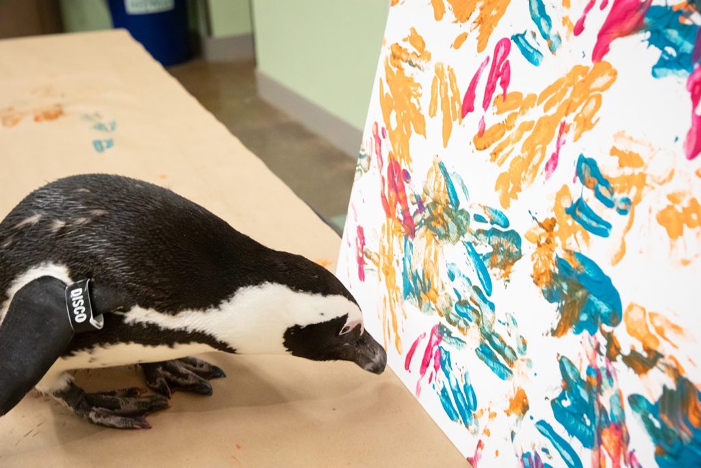 National Aviary Penguin looking at a painting