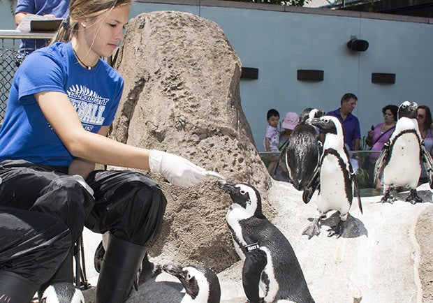 Girl feeding penguin
