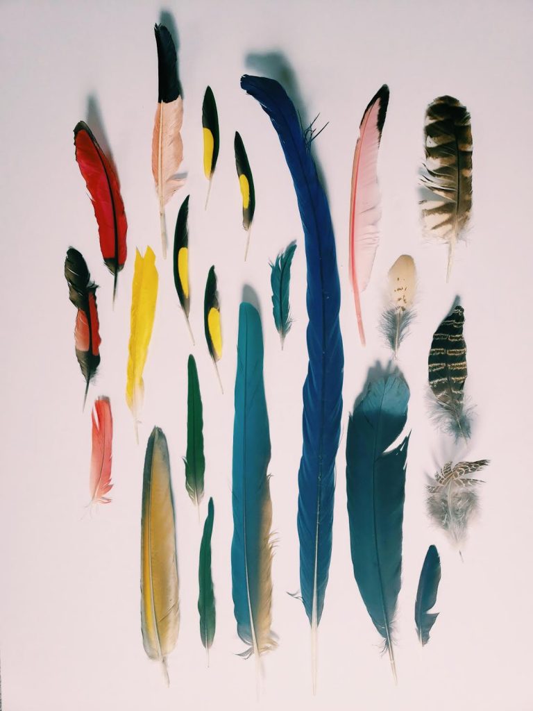 Multi colored National Aviary Parrot Feathers on a white background