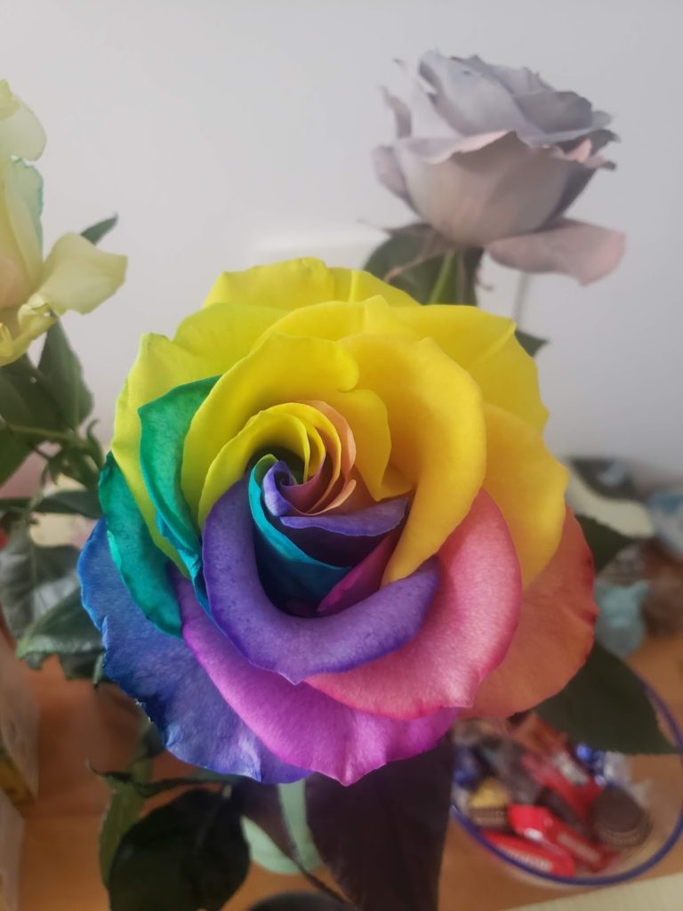 Rainbow colored rose that is used to make SisTers PGH Rainbow Rose Petal Pendants