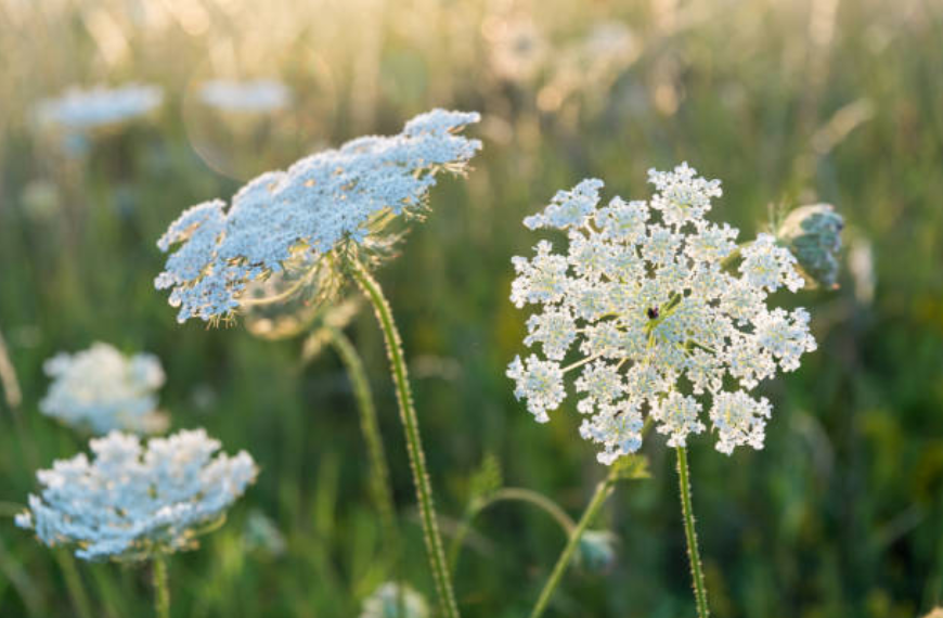 Queen Anne's Lace