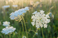 Queen Anne's Lace