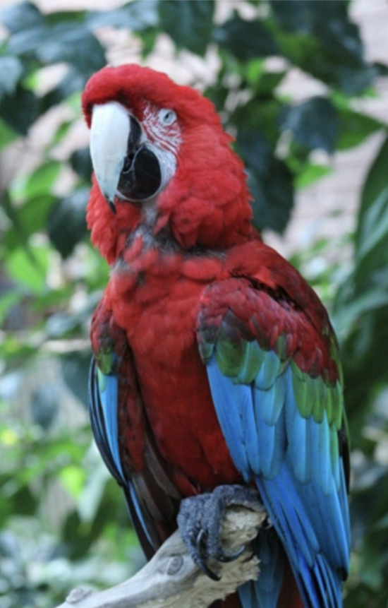 National Aviary Parrot with red and blue feathers